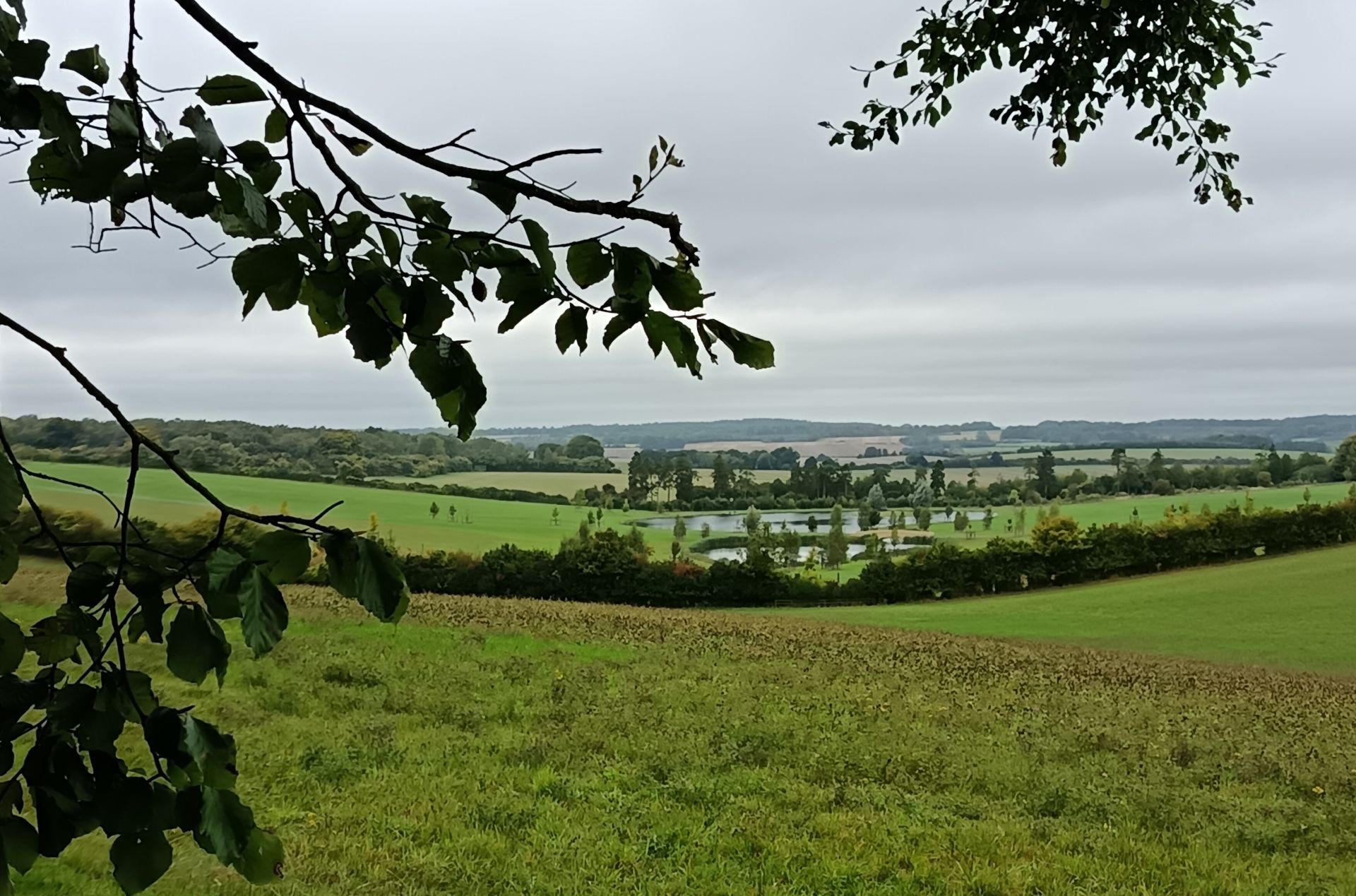 Lakes from Barton Copse